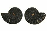 Black, Cut & Polished, Ammonite Fossils - 1 1/2 to 2" Size - Photo 2